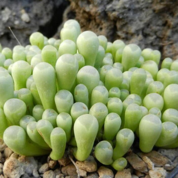 迎虞花苑五十铃玉群生多肉植物肉肉植物桌面盆栽多肉五十玲玉原盆发货