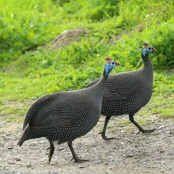 棠鲜生  正宗散养珍珠鸡现杀现发半大珍珠鸡下蛋鸡走地鸡 【单只2.