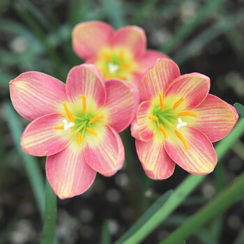 多年生观花植物 阳台花园庭院易爆花秋根花卉裸球 双子座 2球装