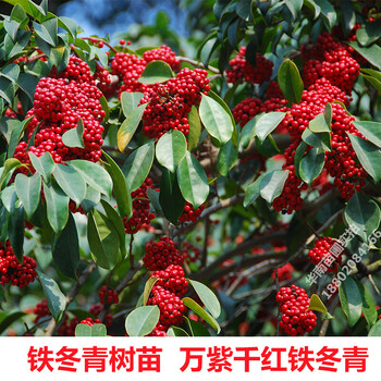 万紫千红铁冬青树苗四季常青庭院绿化树珍贵药材白银香小苗盆栽铁冬青