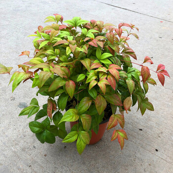 麦桑荷火焰南天竹盆栽室外冬天耐寒植物红叶南天竹花庭院花园四季植物