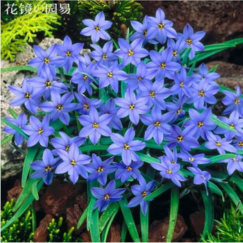 葱兰花苗风雨兰韭兰花韭菜莲石蒜花种四季庭院花卉室内兰花f3 蓝色20