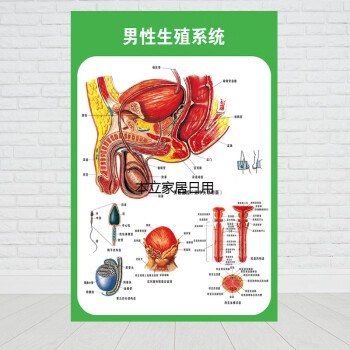 人體九大系統運動消化生殖泌尿神經解剖內臟骨骼肌肉醫院醫學掛圖