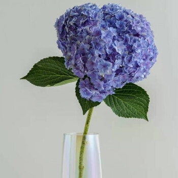 云南鲜花直发绣球花重瓣无尽夏真花花束花花水养批发市场同城送 重瓣