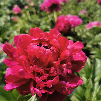 麦桑荷进口耐寒重瓣观赏芍药花苗种根四季易活庭院盆栽室内室外牡丹花