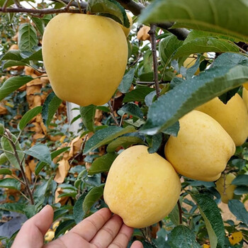 瀚霦鑫维纳斯黄金苹果苗嫁接黄元帅苹果树苗红富士苹果盆栽地栽当年