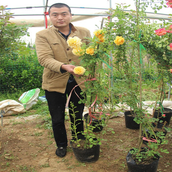 爬墙攀藤蔷薇花苗四季开花树状树形月季 托马斯 特大成品苗(打木架)