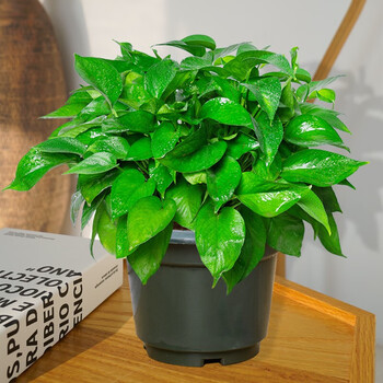 π对】绿萝盆栽室内办公室桌面除甲醛植净化空气室内植物水培花卉绿植