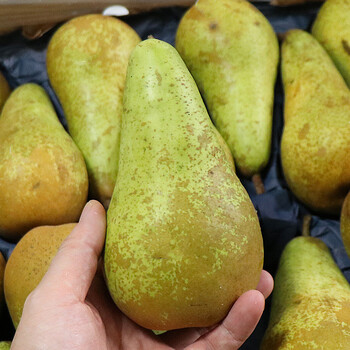 啤梨4斤当季孕妇水果农产品truval青啤梨大果3斤