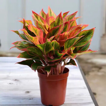 万年红中国红竹芋盆栽高端彩叶植物室内阳台散光绿植四季长红观叶