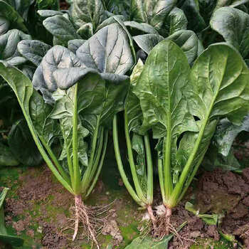 新鲜圆叶菠菜蔬菜赤根波斯菜矮杆大叶蔬菜新鲜菠菜1斤装