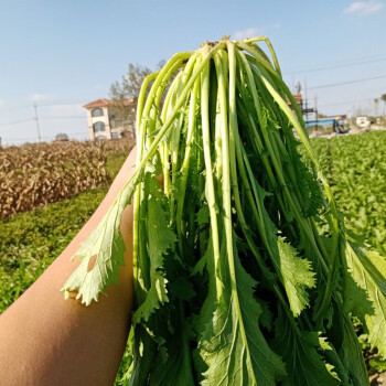 雪里红新鲜雪菜新鲜雪里蕻菜春不老可腌制咸菜酸菜5斤