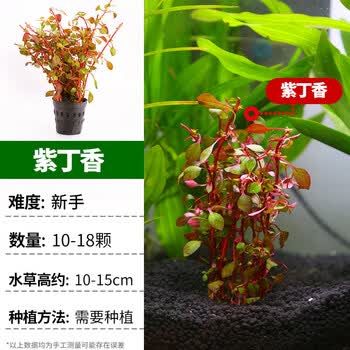 鱼缸水草植物真草造景套餐蜈蚣阴性增氧趴地矮珍珠活懒人水榕沉木紫丁香 1颗 图片价格品牌报价 京东