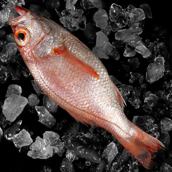 九河灌海旗舰店红果鲤新鲜速冻野生捕捞深海东海赤鯥鱼黑喉鱼3斤实惠
