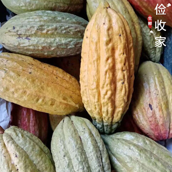 新鲜可可果 黑巧克力原料 海南热带水果 可可果实果 1个中大果500克
