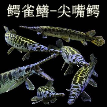 福鳄雀鳝观赏鱼淡水大型凶猛肉食巨型尖嘴幽灵火箭鱼饲料金鱼活鱼合同定制款饲料鱼10条 图片价格品牌报价 京东