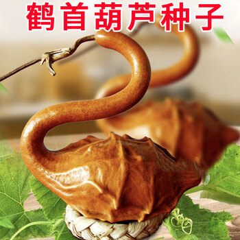 种子文玩葫芦种子盆栽庭院春季夏季观赏大小葫芦 鹤首葫芦种子150粒