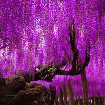 树苗花卉盆栽别墅庭院绿化爬藤植物室内外四季攀援 美国一号 紫藤粗2