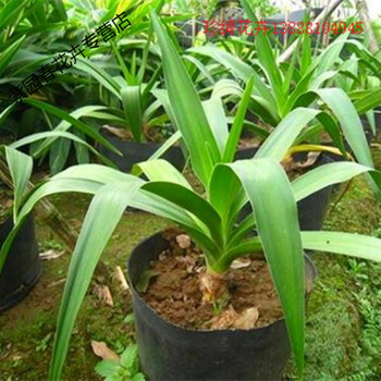 园艺红花文殊兰 白花文殊兰 紫粉文殊兰 盆栽  庭院客厅 十八学士 3年