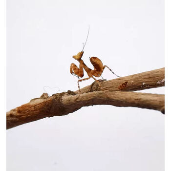 兰花螳螂中华大刀螳螂薄翅螳螂活体幼体个性爬宠爬虫宠物活体螳螂 眼