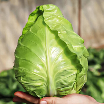 寿禾 生菜苗紫叶生菜青菜苗秋季四季播盆栽 【苗】牛心甘蓝苗 6棵