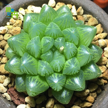 玉露多肉植物组合十二卷水晶玉露姬玉露冰灯黄金玉露室内盆栽新手套餐