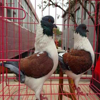 鸽子活观赏鸽青年鸽公斤肉鸽大元宝种鸽落地王鸽活物红色摩登娜青年公