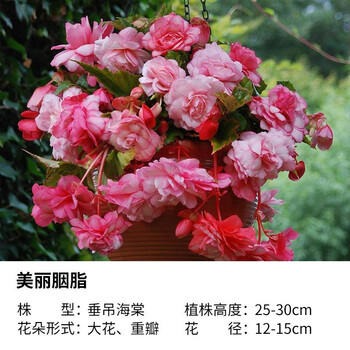 左家花园 进口夫妻海棠种球垂吊系列球根海棠 花庭院阳台多年生球根