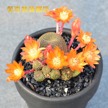 红太阳仙人球紫太阳仙人柱多肉植物馆开花室内小盆栽城堡山群8 10cm 不含盆 图片价格品牌报价 京东