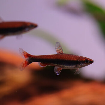 鱼官儿红背铅笔灯除丝藻23cm6条灯科鱼活体热销灯科小型热带鱼