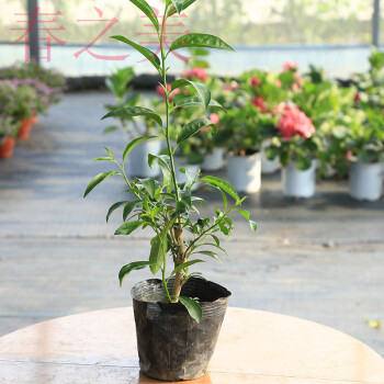 盆栽濃香四季室內陽臺觀花驅蚊植物淨化空氣綠植樹苗夜來香4年苗送