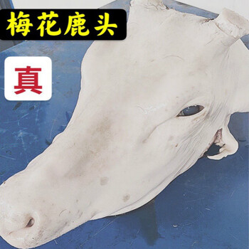 顺丰速运鹿头新鲜鹿肉梅花鹿整个公鹿头冷冻鹿头生鲜香妮曼特半支公鹿