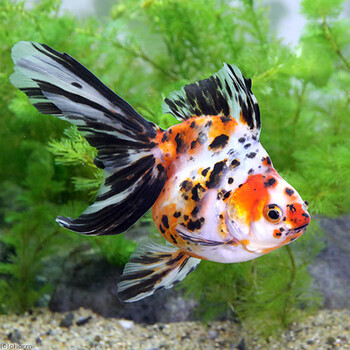 金鱼活体观赏鱼淡水鱼红白鎏金长尾鎏金高背鎏金樱花鎏金鱼苗冷水鱼