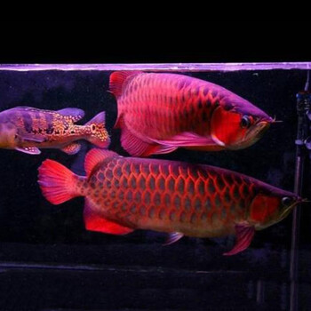 jypet红龙鱼活体印尼超血红龙辣椒红龙鱼金头过背金龙鱼苗活鱼观赏