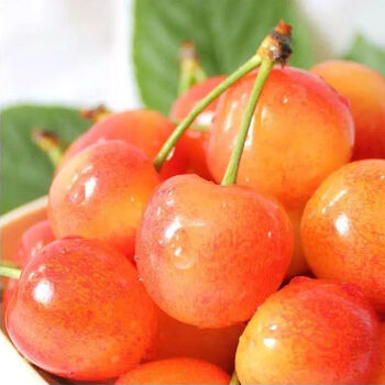 山东黄樱桃黄水晶樱桃黄蜜车厘子国产应季新鲜水果1斤装