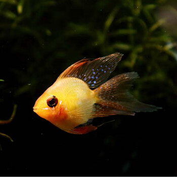 热带观赏鱼淡水活体小型鱼金波子皮卡丘球形凤凰鱼短鲷 2cm左右5条装