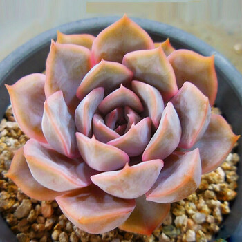 多肉新手套餐 多肉植物盆栽组合套装 肉肉植物 菲欧娜8-10cm 不含盆土