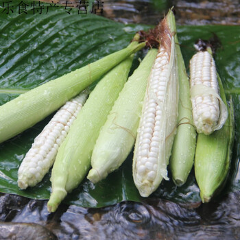 云南西双版纳傣家迷你白糯袖珍手指拇指玉米 2200g