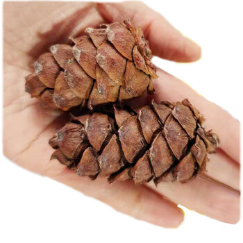 生马尾松塔 松果松 2500克生小松塔