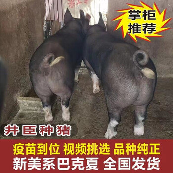 巴克夏母猪纯种巴克夏美系巴克夏种猪黑母猪黑猪巴克夏猪仔猪苗
