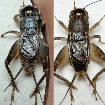 文枝山东蛐蛐蟋蟀活体精品斗蛐斗虫三尾蟋蟀鸣虫三尾蝈蝈活虫农民现抓