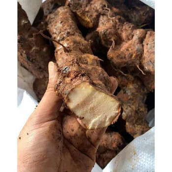 新鲜土茯苓 整个农家现挖野生土茯苓块正宗广东广西省煲汤料500克 3斤