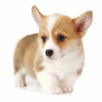 180天保障柯基幼犬活体宠物狗狗威尔士柯基犬柯基狗狗小短腿双色柯基