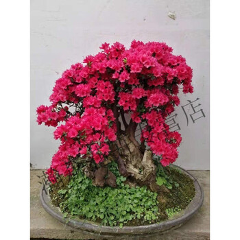 杜鹃花盆景老桩五彩杜鹃大颗万紫千红杜鹃花万紫千红杜鹃带盆栽好
