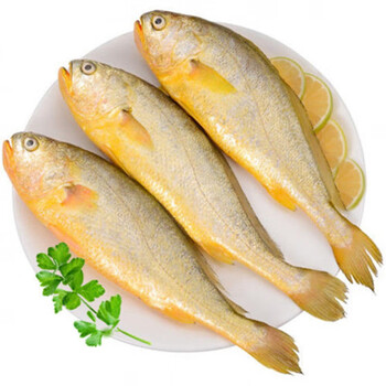 东海国产深海精选大黄花鱼新鲜野生深水海捕特大号黄花