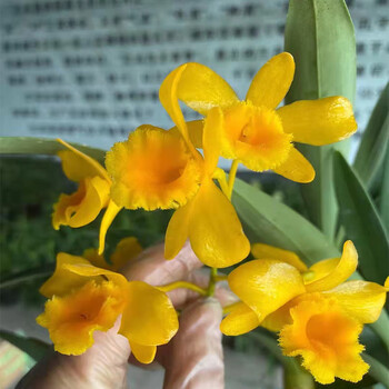 带花苞秋石斛盆栽泼墨秋石斛日本泼墨石斛兰花洋兰办公室绿植 鼓槌