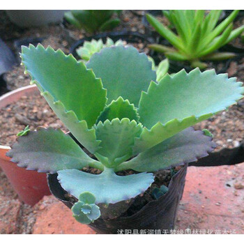 多肉植物蕾丝公主宽叶不死鸟大叶落地生根绿植迷你盆栽大苗6 8cm高宽叶 阔叶 不死鸟2颗不含盆 图片价格品牌报价 京东