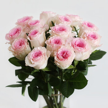 鲜花云南直发直批速递同城生日水培家用a级水养花束顺丰 洛神玫瑰11支