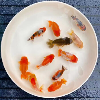 兰寿金鱼活鱼精品小尾重墨水墨玉兔奶牛三色黑赛级观赏冷水淡水鱼耐活