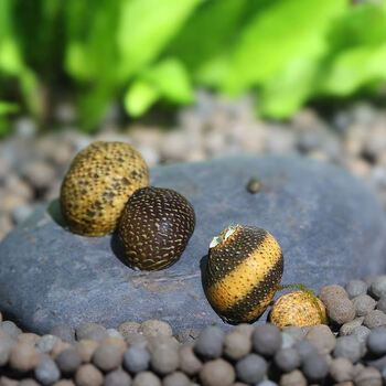 马来螺观赏苹果螺活体除藻鱼缸清洁工具淡水黄金螺2彩蛋2斑马2黄金